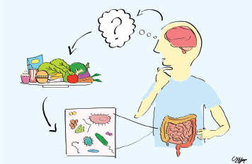 Gut Bacteria Cycle